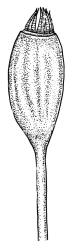 Dicranella dietrichiae, capsule, moist. Drawn from K.W. Allison 631, CHR 532232.
 Image: R.C. Wagstaff © Landcare Research 2018 
